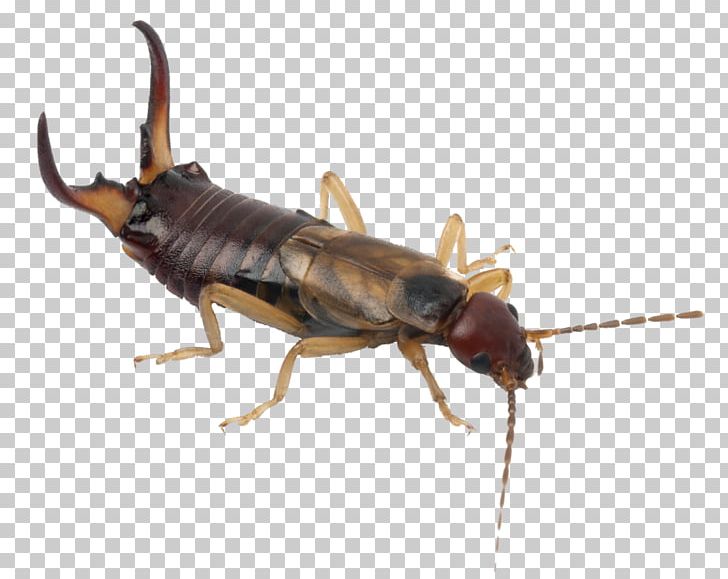 Cockroach European Earwig Insect Pest Control PNG, Clipart, Animals, Arthropod, Bed Bug, Beetle, Centipedes Free PNG Download