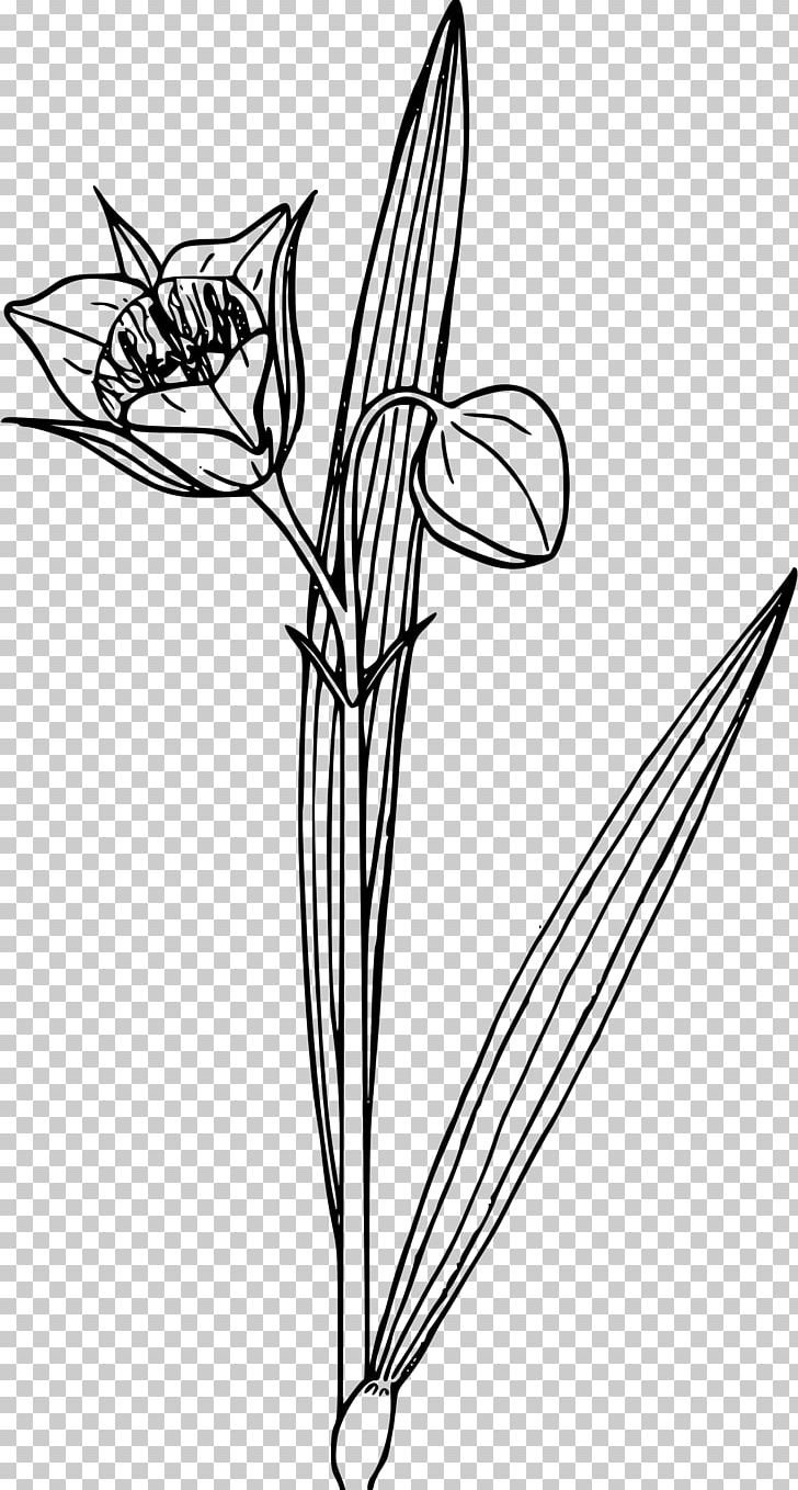 Drawing Photography PNG, Clipart, Angle, Artwork, Black And White, Branch, Download Free PNG Download