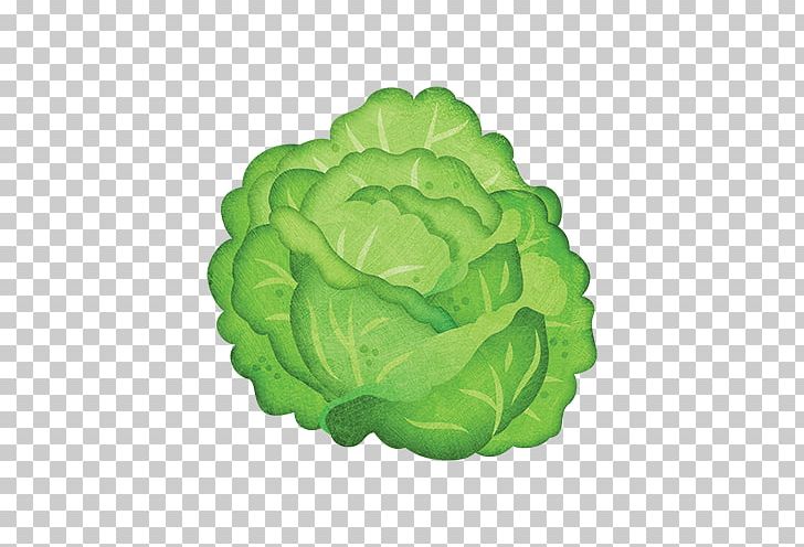 Iceberg Lettuce Leaf Vegetable Cabbage PNG, Clipart, Basil, Bok Choy, Cabbage, Edible Flower, Food Drinks Free PNG Download