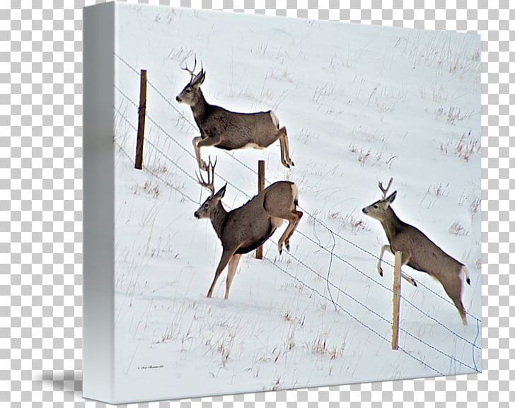 Reindeer Mule Deer White-tailed Deer PNG, Clipart, Animals, Deer, Deer Hunting, Fauna, Fence Free PNG Download