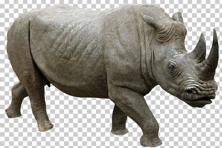 Rhinoceros PNG, Clipart, Animal, Animal Pictures, Animals, Anime Character, Anime Girl Free PNG Download