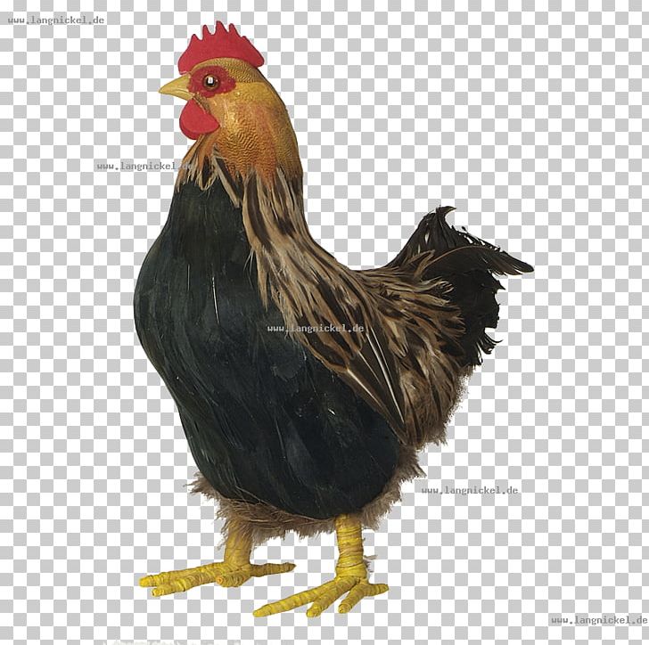 Rooster Chicken Bird Poultry Fowl PNG, Clipart, Animals, Beak, Bird, Chicken, Farm Free PNG Download
