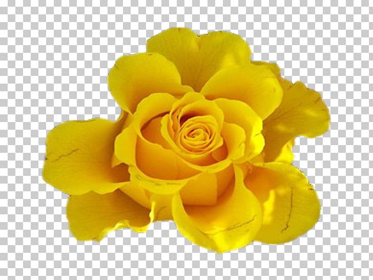 Yellow Cut Flowers Rose Blue PNG, Clipart, Animation, Blue, Blue Rose, Cicek, Cicek Resimler Free PNG Download