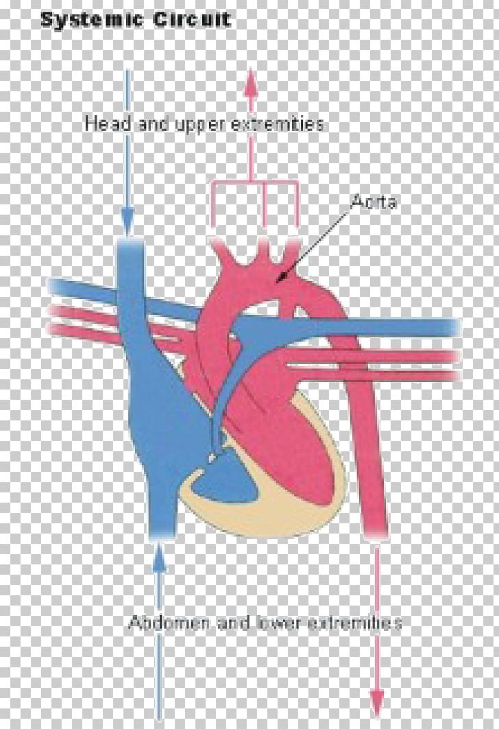 Pulmonary Circulation Pulmonary Artery Circulatory System Human Body PNG, Clipart, Angle, Area, Arm, Artery, Blood Free PNG Download