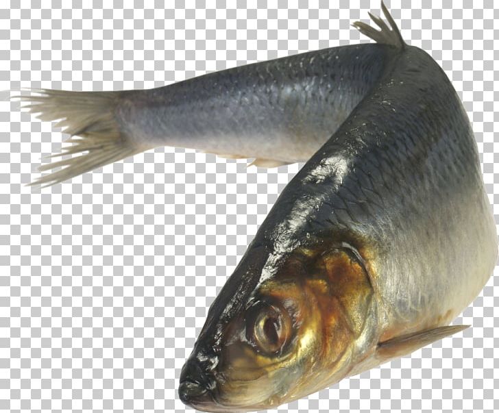 Atlantic Herring Zakuski Vorschmack Fish As Food Japanese Pilchard PNG, Clipart, Alosa, Animals, Animal Source Foods, Atlantic Herring, Canning Free PNG Download