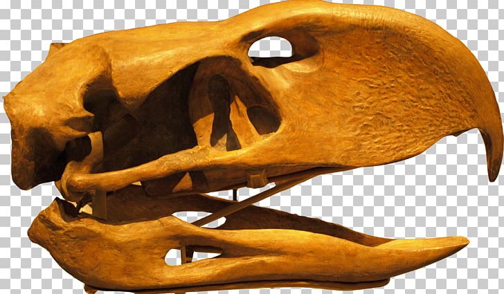 Flightless Bird Phorusrhacos Skull Prehistory PNG, Clipart, Andalgalornis, Animals, Beak, Bird, Bone Free PNG Download