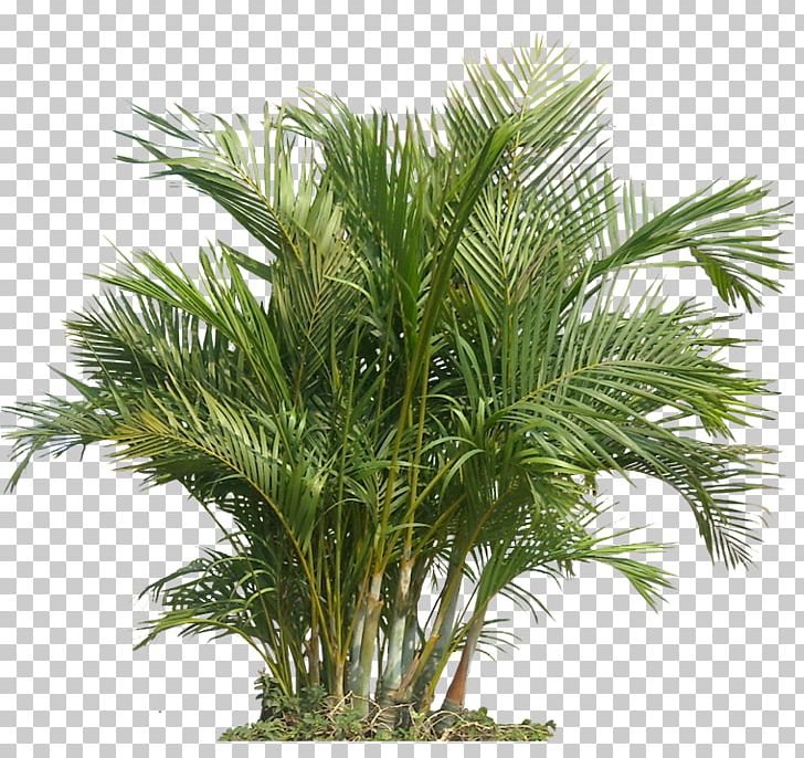 Houseplant Indoor Air Quality Gardening Health PNG, Clipart, Aeroponics, Air Pollution, Air Purifiers, Arecales, Attalea Speciosa Free PNG Download