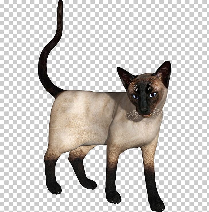 Siamese Cat Burmese Cat Tonkinese Cat Domestic Short Haired Cat