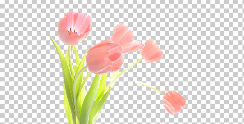 Artificial Flower PNG, Clipart, Artificial Flower, Bud, Cut Flowers, Flower, Grass Free PNG Download