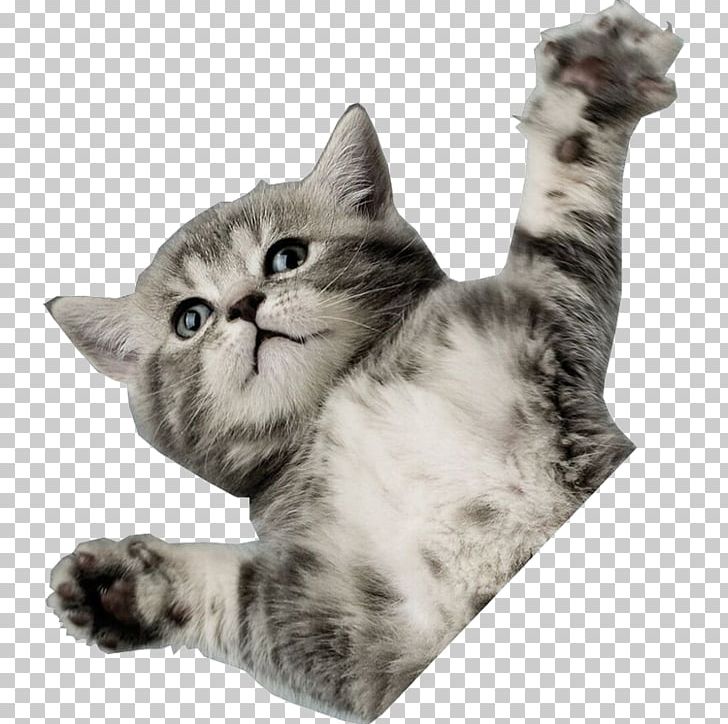 Kitten Cat Desktop Horse Puppy PNG, Clipart, Animal, Animals, Carnivoran, Cat Like Mammal, Computer Free PNG Download