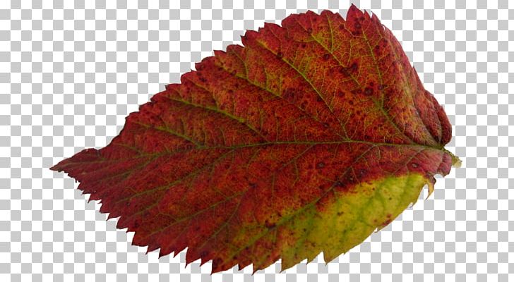 Leaf Autumn Leaves Yaprak PNG, Clipart, Autumn, Autumn Leaves, Com, Earth, Leaf Free PNG Download