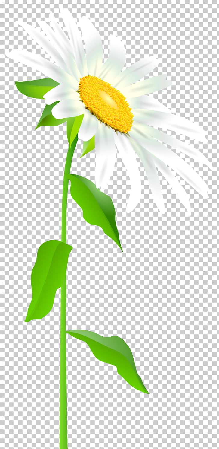 Miscellaneous Others Sunflower PNG, Clipart, Animation, Clip Art, Common Sunflower, Daisy, Daisy Family Free PNG Download