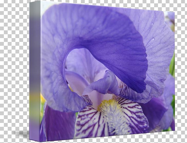 Pansy Irises Printmaking Violet Gallery Wrap PNG, Clipart, Art, Canvas, Fine Art, Floral Design, Flower Free PNG Download