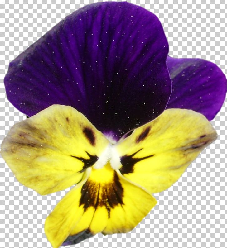Pansy Violet Advertising July 0 PNG, Clipart, 2017, Advertising, Fine, Flower, Flowering Plant Free PNG Download