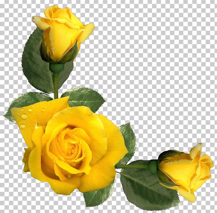 Rose Yellow Flower PNG, Clipart, Austrian Briar, Clipart, Color, Computer Wallpaper, Cut Free PNG Download