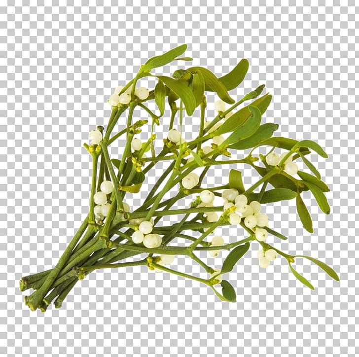 Viscum Album Christmas Mistletoe Parasitic Plant PNG, Clipart, Christmas, Christmas Mistletoe, Common Sage, Coriander, European Free PNG Download