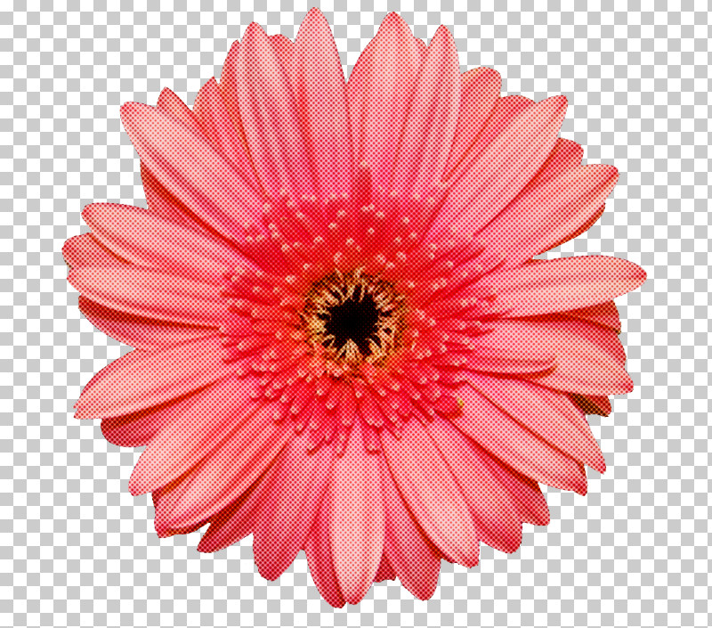 Artificial Flower PNG, Clipart, African Daisy, Annual Plant, Artificial Flower, Aster, Asterales Free PNG Download
