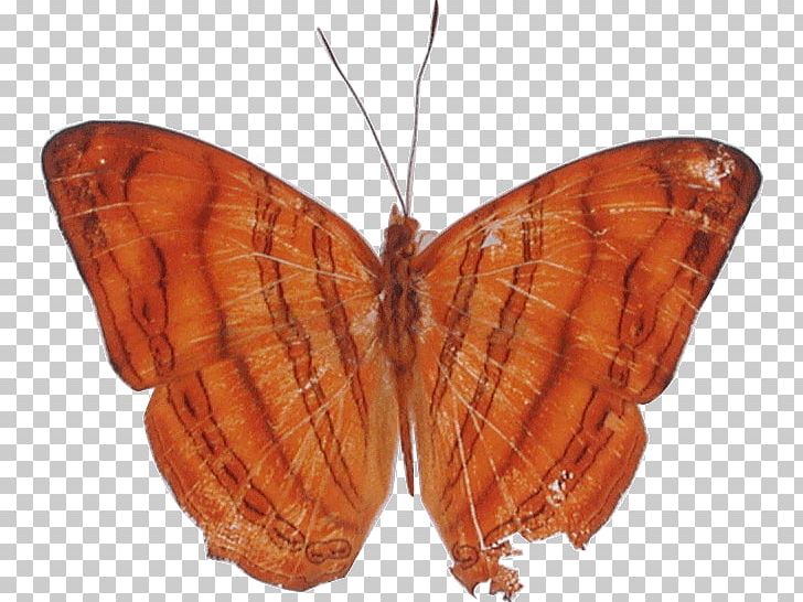 Butterfly Moth Chersonesia Risa Nymphalidae PNG, Clipart, Arthropod, Brush Footed Butterfly, Butterfly, Chersonesia, Genus Free PNG Download