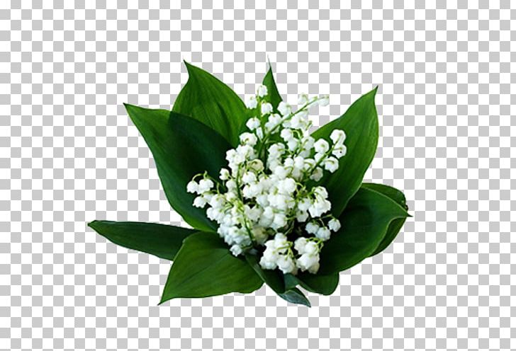 Lily Of The Valley Birth Flower Cut Flowers Nelumbo Nucifera PNG, Clipart, Amaryllis, Beyaz Cicekler, Birth, Birth Flower, Cicekler Free PNG Download