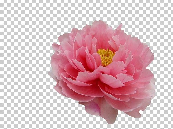 Moutan Peony Flower Tree Peony Paeonia Coral Charm PNG, Clipart, Artificial Flower, Dahlia, Flower Garden, Flowers, Herbaceous Plant Free PNG Download
