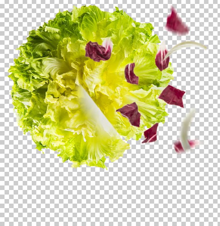 Romaine Lettuce Sugarloaf Chicory Endive Salad PNG, Clipart, Cabbage, Capitata Group, Chicory, Cichorium Endivia, Curled Endive Free PNG Download