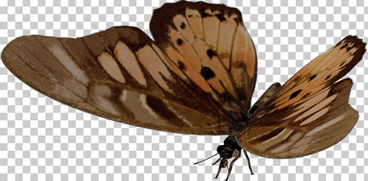 Brush-footed Butterflies Moth Butterfly PNG, Clipart, Arthropod, Brush Footed Butterfly, Butterfly, Insect, Insects Free PNG Download