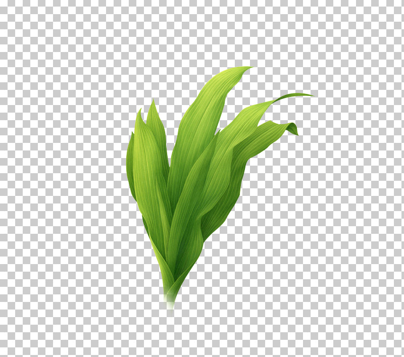 Leaf Lily Of The Valley Green Plant Flower PNG, Clipart, Flower, Grass, Green, Herb, Leaf Free PNG Download