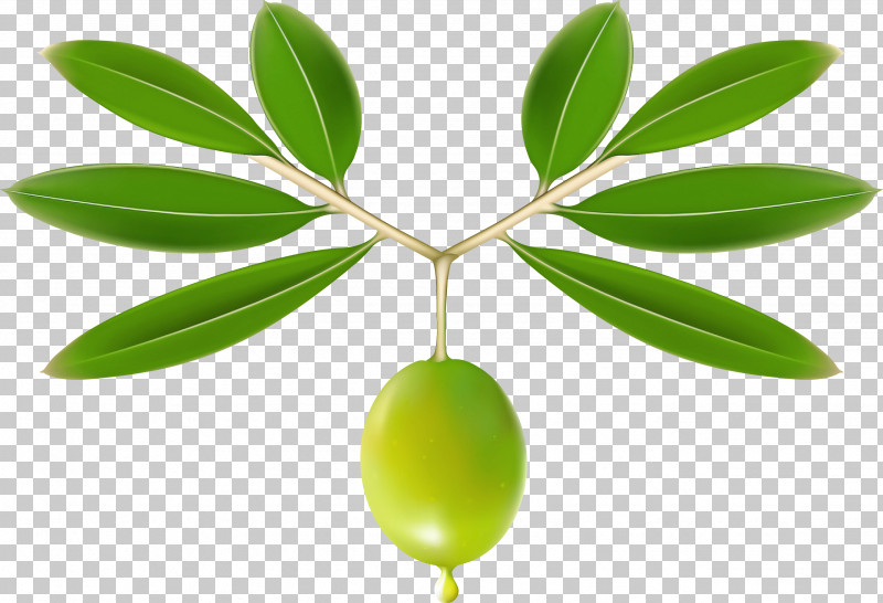 Plant Leaf Flower Tree Olive PNG, Clipart, Flower, Fruit, Hypericum, Leaf, Olive Free PNG Download