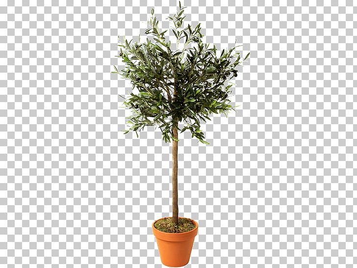 Flowerpot Paper Schefflera Arboricola Branch Tree PNG, Clipart, Branch, Citrus, Container Garden, Evergreen, Flower Free PNG Download