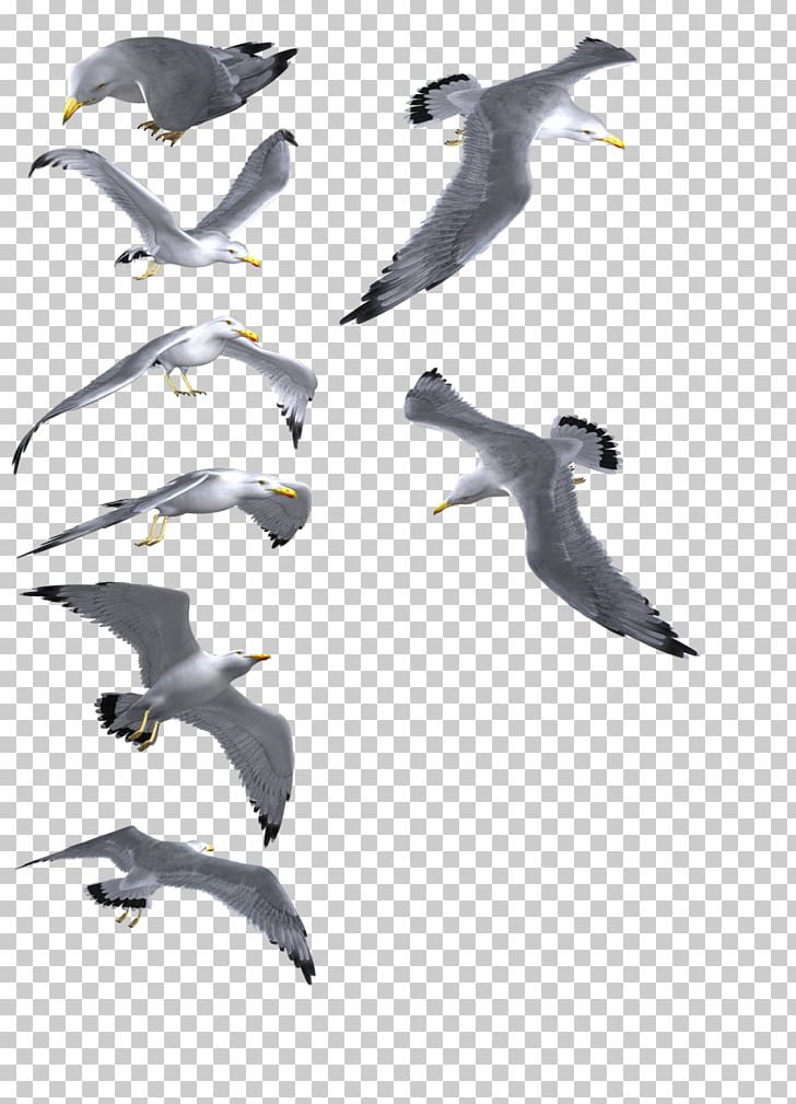 Gulls Bird PNG, Clipart, Animal, Animal Migration, Animals, Animation, Beak Free PNG Download