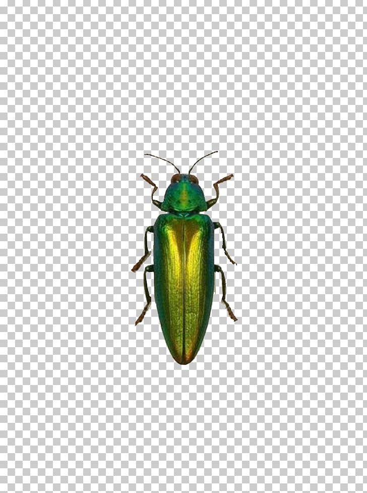 Insect Green Euclidean PNG, Clipart, Animal, Animals, Arthropod, Background Green, Beetle Free PNG Download