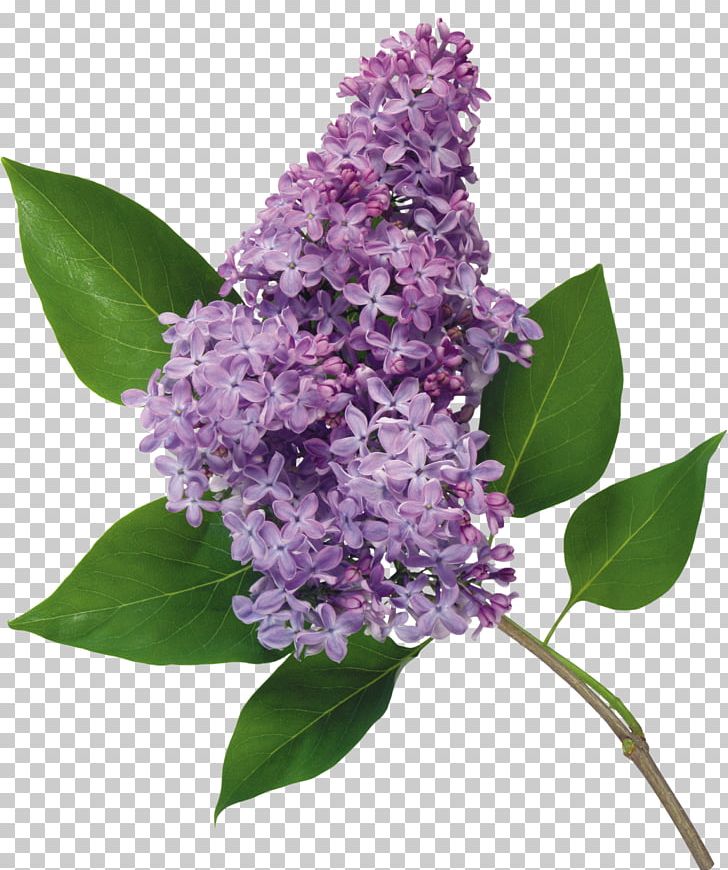 Common Lilac Flower Lilacs In A Window Garden Roses PNG, Clipart, Blossom, Blume, Branch, Common Lilac, Cut Flowers Free PNG Download
