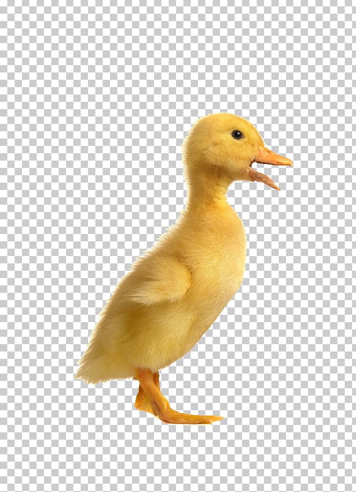 Duck Chicken Poultry Goose PNG, Clipart, Adobe Illustrator, Animal, Animals, Beak, Bird Free PNG Download