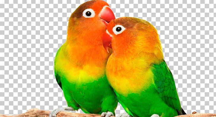 Grey-headed Lovebird Parrot Desktop PNG, Clipart, Animal, Animals, Beak, Bird, Common Pet Parakeet Free PNG Download