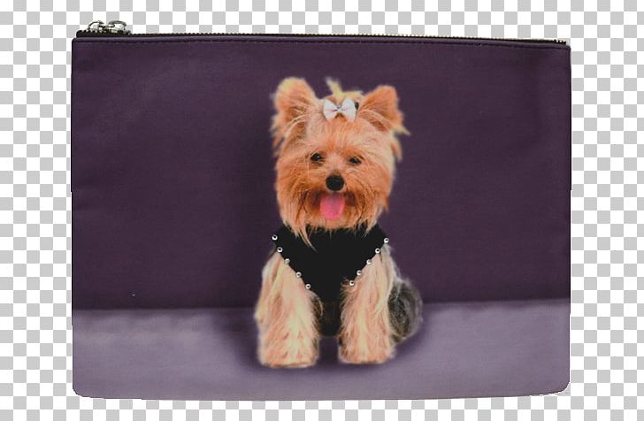 Yorkshire Terrier Cairn Terrier Norwich Terrier Morkie Puppy PNG, Clipart, Animal, Bag, Cairn Terrier, Carnivoran, Cat Free PNG Download
