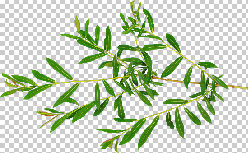 Plant Leaf Branch Flower Tree PNG, Clipart, American Larch, Branch, Flower, Herb, Leaf Free PNG Download