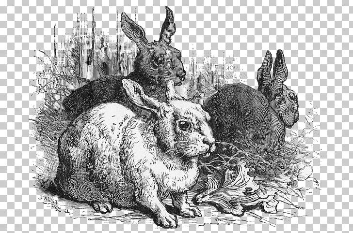 Domestic Rabbit Hare Easter Bunny PNG, Clipart, Animals, Art, Bear, Black And White, Bunny Free PNG Download
