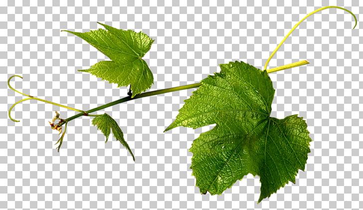 Grapevines Grape Leaves Herbalism Leaf PNG, Clipart, Branch, Grape Leaves, Grapevine Family, Grapevines, Herb Free PNG Download
