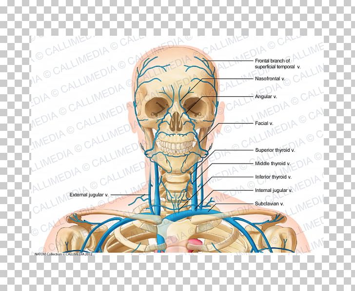 Internal Jugular Vein Head And Neck Anatomy Png Clipart