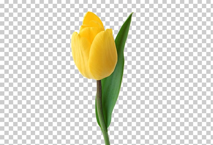 Tulip Cut Flowers PNG, Clipart, Bud, Fit Flovers Ru, Flower, Flowering Plant, Flowers Free PNG Download