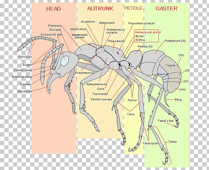 Insect Apocrita Anatomy Human Body Formica Fusca PNG, Clipart, Anatomy, Angle, Animals, Ant, Apocrita Free PNG Download