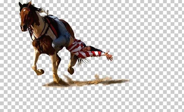 Mustang Stallion Horse Harnesses Pony Indian's Vallée PNG, Clipart,  Free PNG Download
