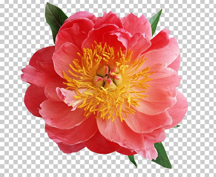 Peony PNG, Clipart, Annual Plant, Camellia, Data Compression, Desktop Wallpaper, Diagram Free PNG Download