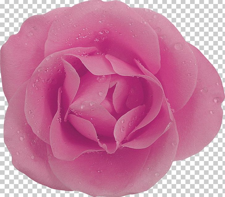 Rose Purple Painting PNG, Clipart, Camellia, Color, Cut Flowers, Encapsulated Postscript, Floribunda Free PNG Download