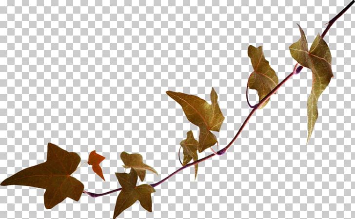 Twig Leaf Portable Network Graphics Green PNG, Clipart, Blad, Branch, Cari, Color, Download Free PNG Download