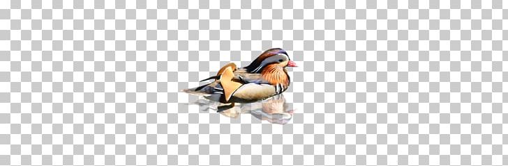 Duck Beak PNG, Clipart, Animals, Beak, Bird, Clips, Decoration Free PNG Download