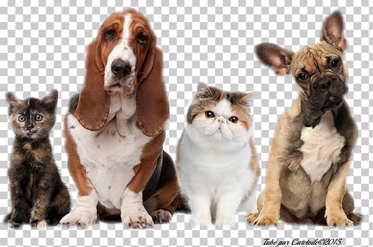 Cat Domestic Animal Dog Domestic Rabbit PNG, Clipart, Animal, Animals, Breed, Carnivore, Cat Free PNG Download