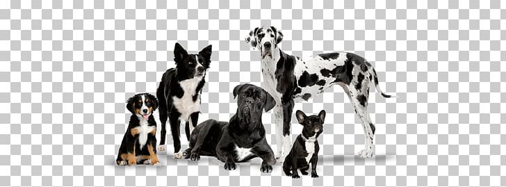 Puppy Dog Training Dog Toys Pet Labrador Retriever PNG, Clipart, Ani, Black And White, Bulldog, Cat Play And Toys, Child Free PNG Download