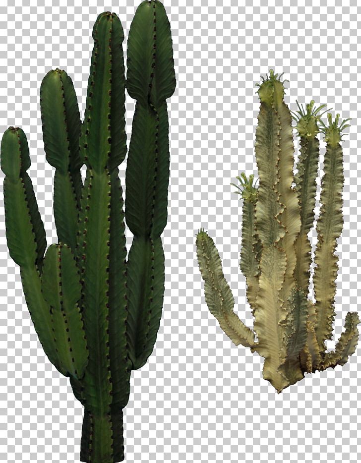 Cactaceae PNG, Clipart, Acanthocereus Tetragonus, Biome, Cactaceae, Cactus, Caryophyllales Free PNG Download