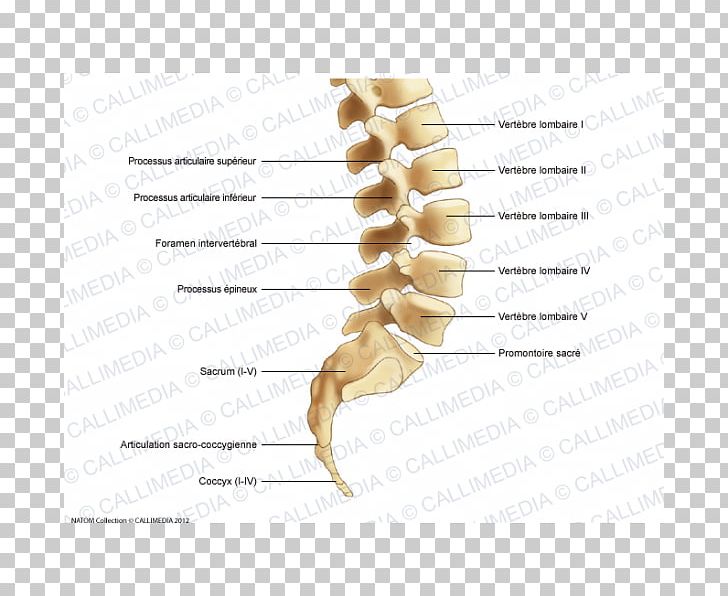 Lumbar Vertebrae Vertebral Column Spinal Cord Cervical Vertebrae PNG, Clipart, Anatomy, Bone, Cervical Vertebrae, Finger, Hand Free PNG Download